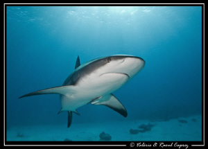 Nice encounter in the Bahamas by Raoul Caprez 